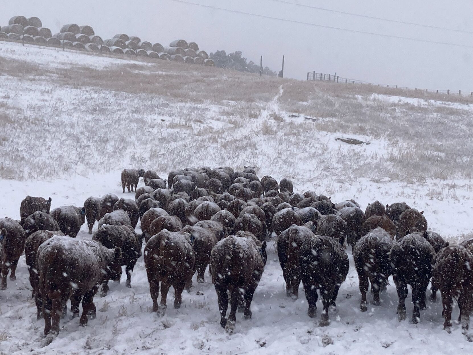 cows in winter.jpeg